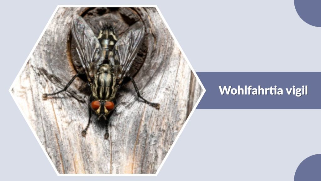 Wohlfahrtia vigil