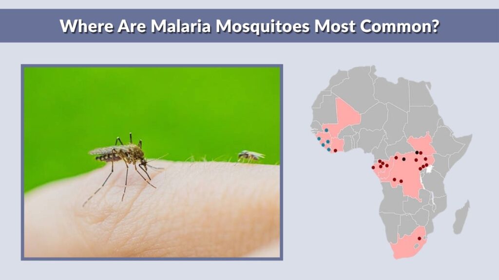 Where Are Malaria Mosquitoes Most Common?