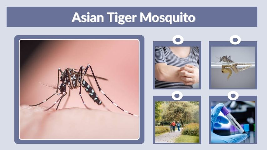 Asian Tiger Mosquito: Bites, Diseases, Life Cycle & Control
