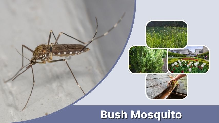 Bush Mosquito: How to Get Rid of Mosquitoes in Bushes