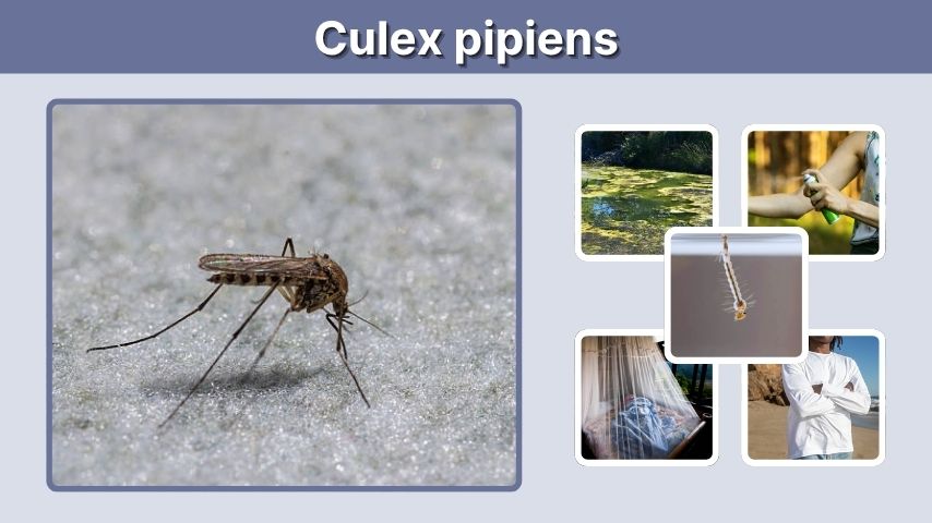 Culex pipiens: Identification, Life Cycle, Diseases & Control