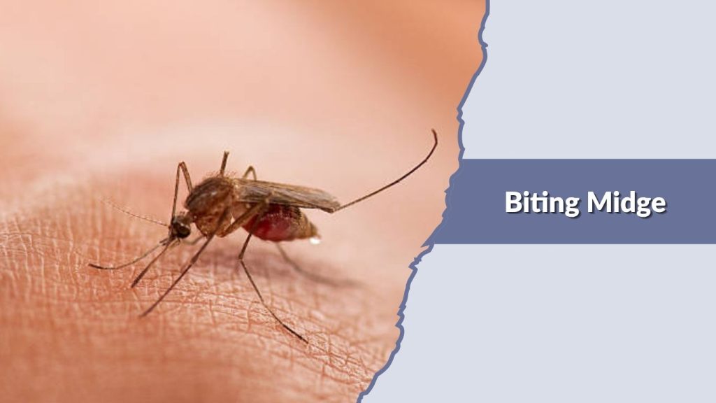 Biting Midge