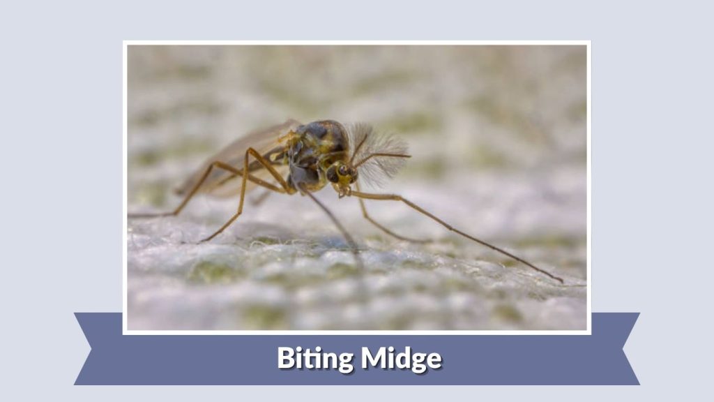Biting Midge