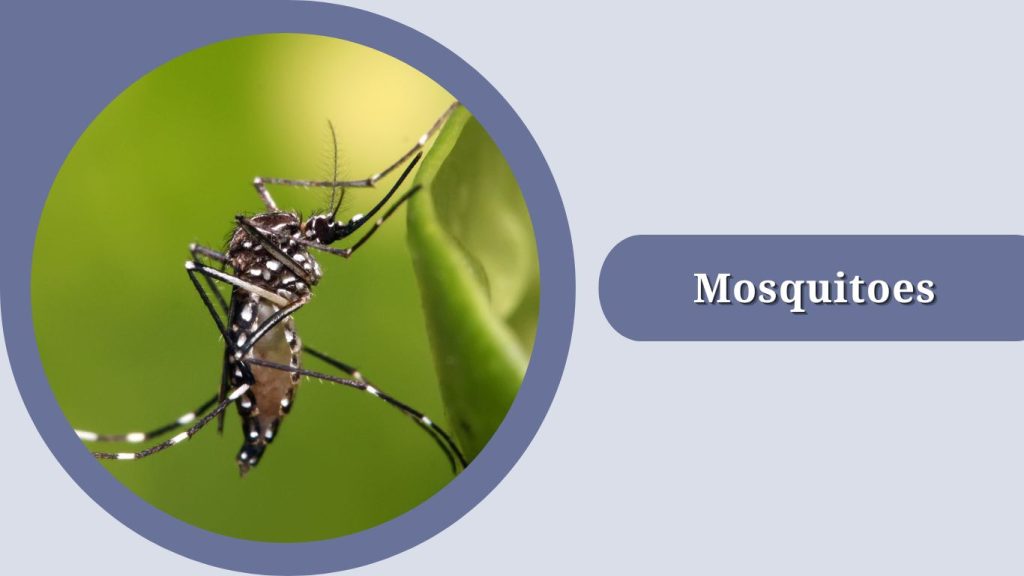 Mosquitoes