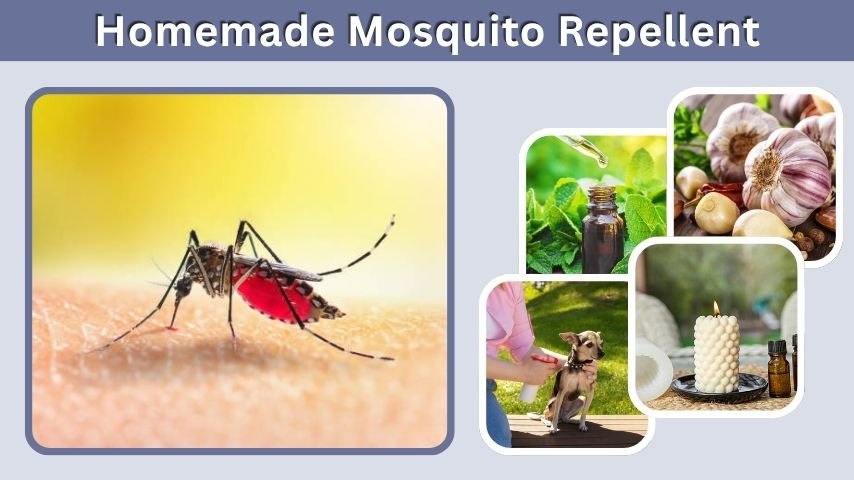 Homemade Mosquito Repellent for Home and Outdoors