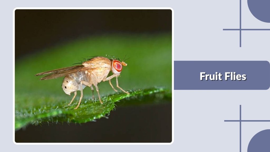 Fruit Flies