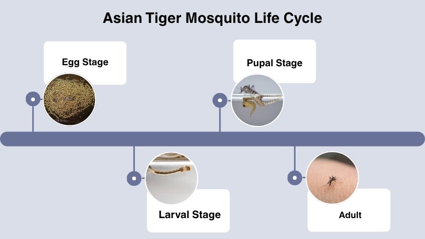 Asian Tiger Mosquito Life Cycle