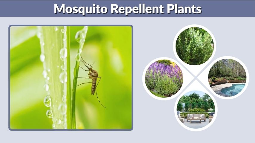 Mosquito Repellent Plants: Best Plants to Keep Bugs Away