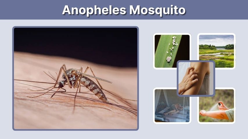 Anopheles Mosquito: Identification, Life Cycle and Malaria Risk