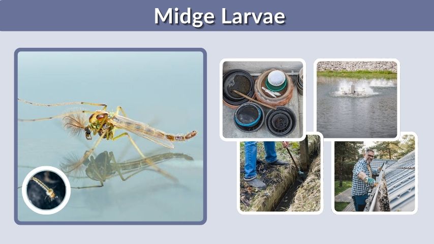 Midge Larvae: Types, Life Cycle, and Control Tips