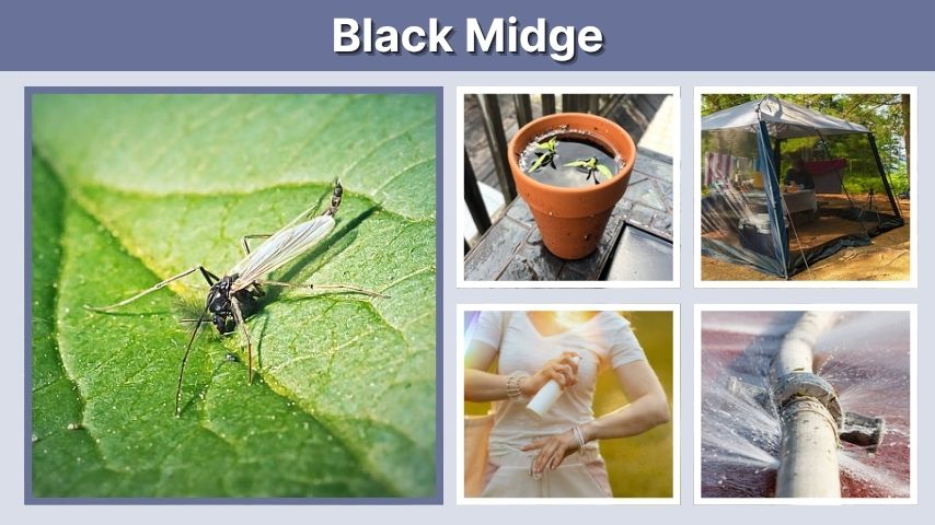 Black Midge: Identification, Bites, Larvae, and Control