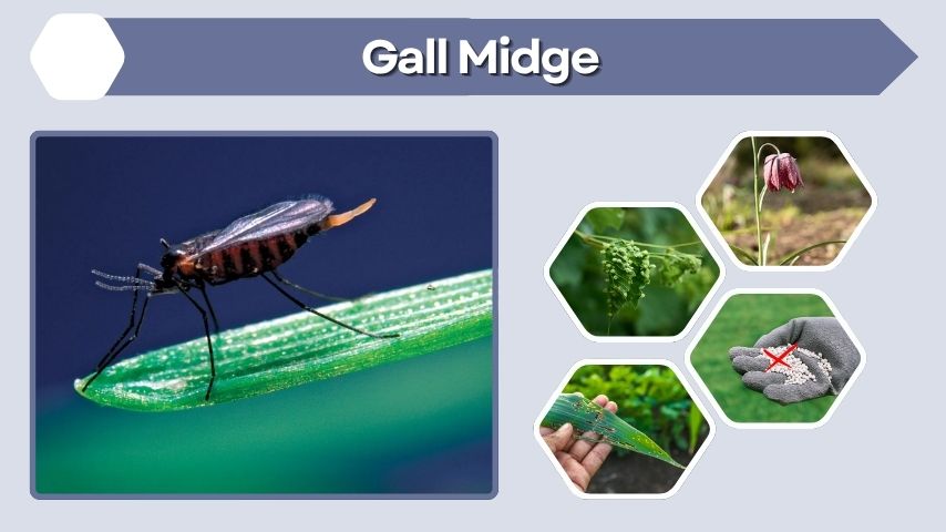 Gall Midge: Identification, Damage, Life Cycle, and Control
