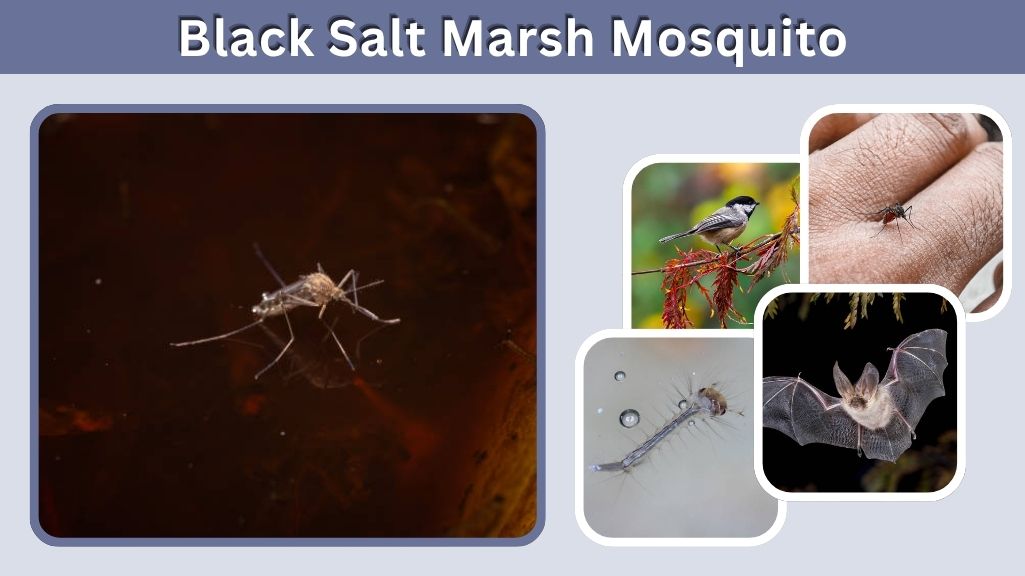 Black Salt Marsh Mosquito: Habitat, Life Cycle & Bites