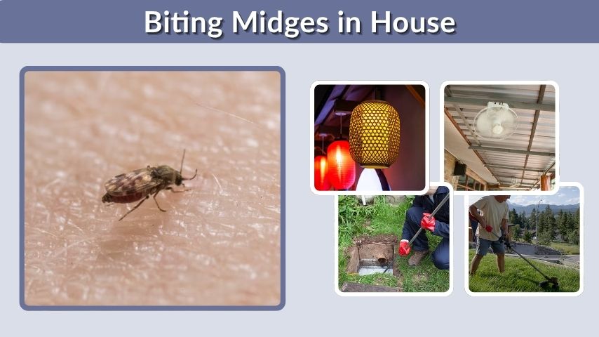 Biting Midges in House: Causes, Removal, and Prevention
