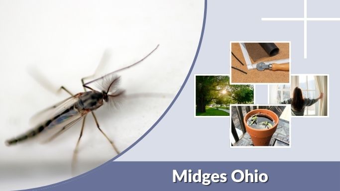 Midges Ohio: Season, Bites, Swarms, and Control