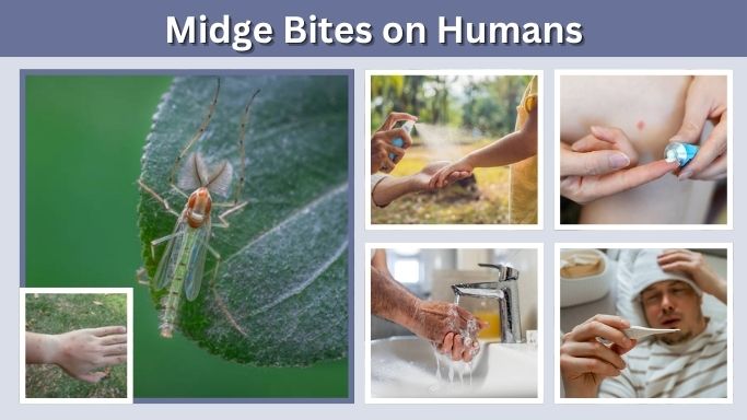Midge Bites on Humans: Symptoms, Treatment, and Relief