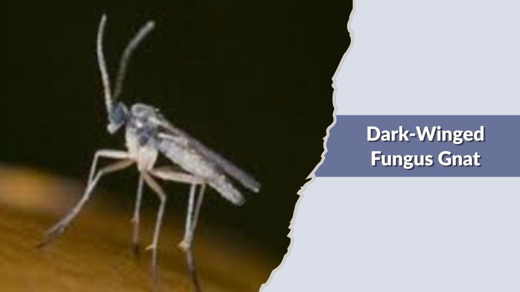 Dark-Winged Fungus Gnat