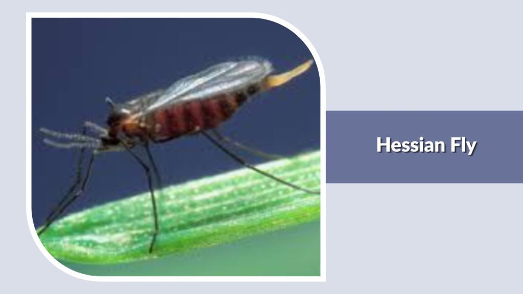 Hessian Fly