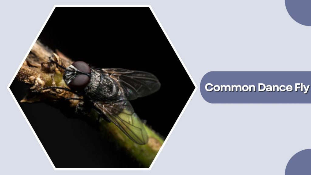 Common Dance Fly