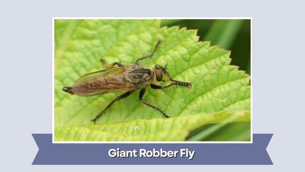 Giant Robber Fly