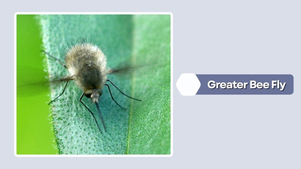 Greater Bee Fly