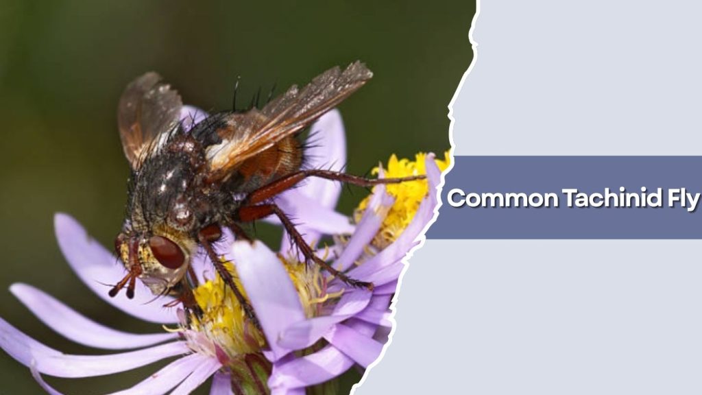  Common Tachinid Fly