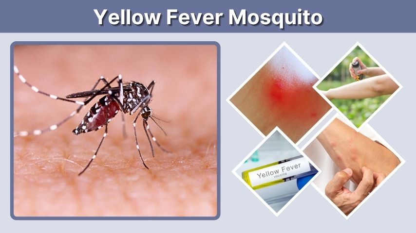 Yellow Fever Mosquito: Identification, Habitat & Disease Risks
