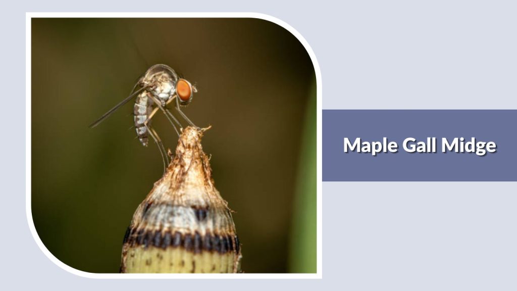 Maple Gall Midge