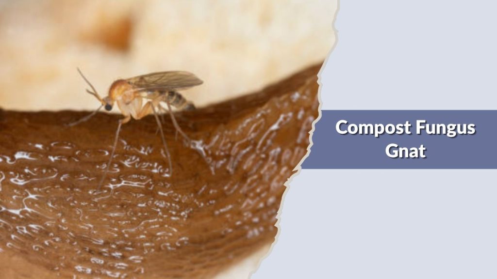 Compost Fungus Gnat