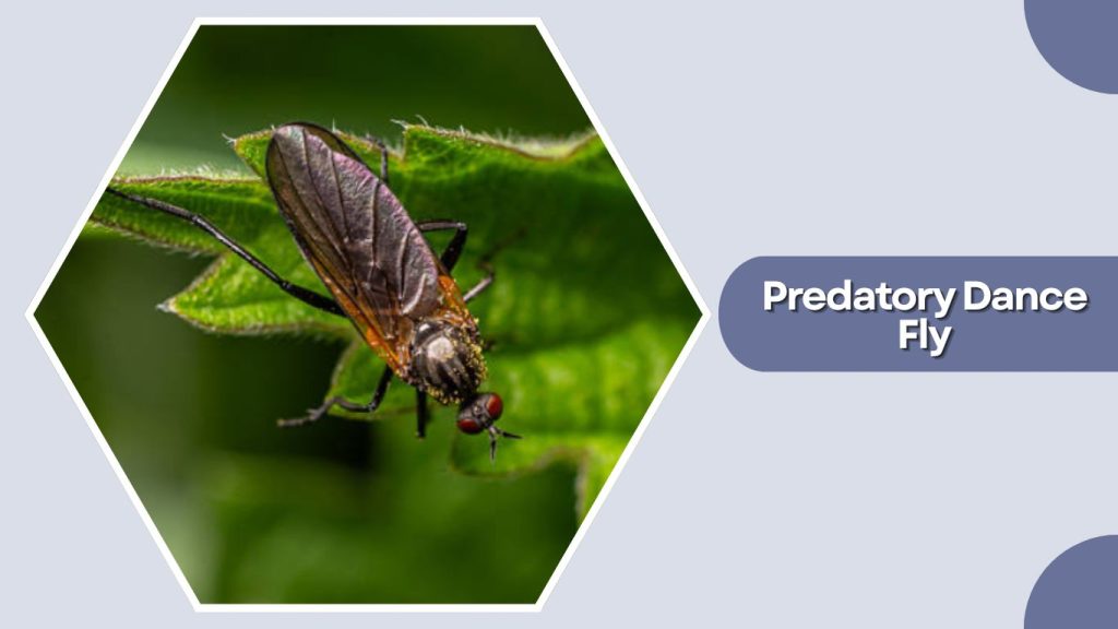 Predatory Dance Fly