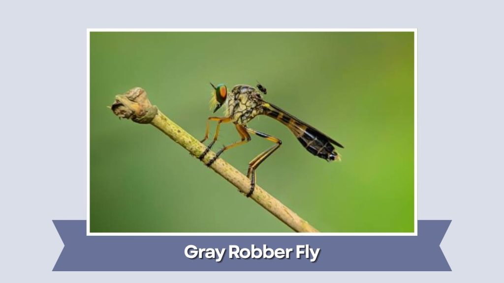 Gray Robber Fly