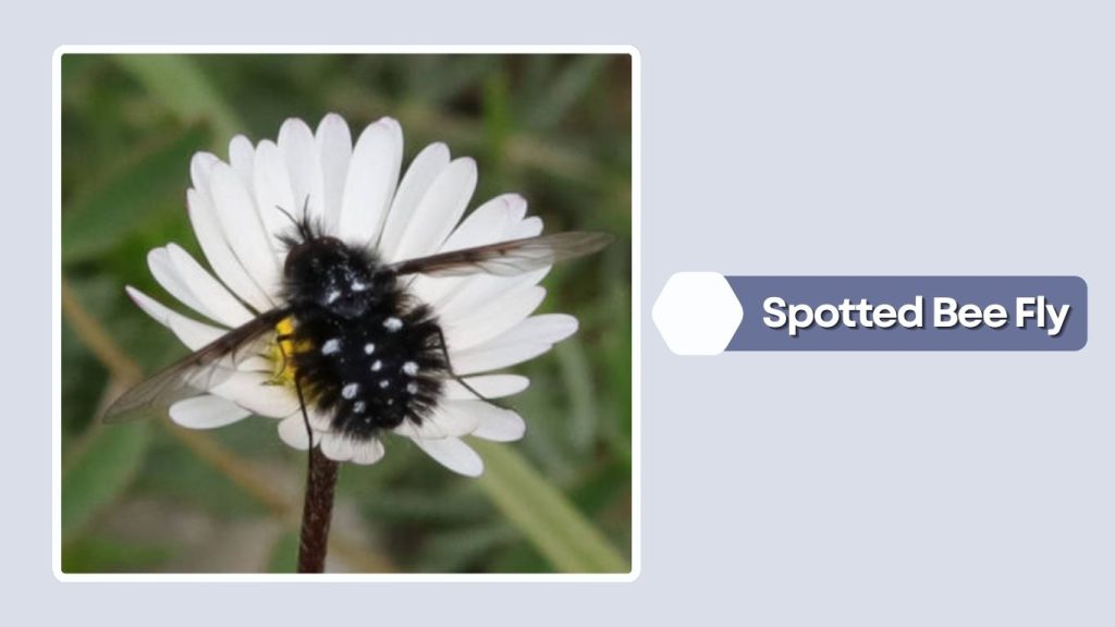  Spotted Bee Fly