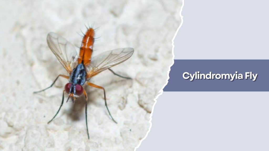 Cylindromyia Fly