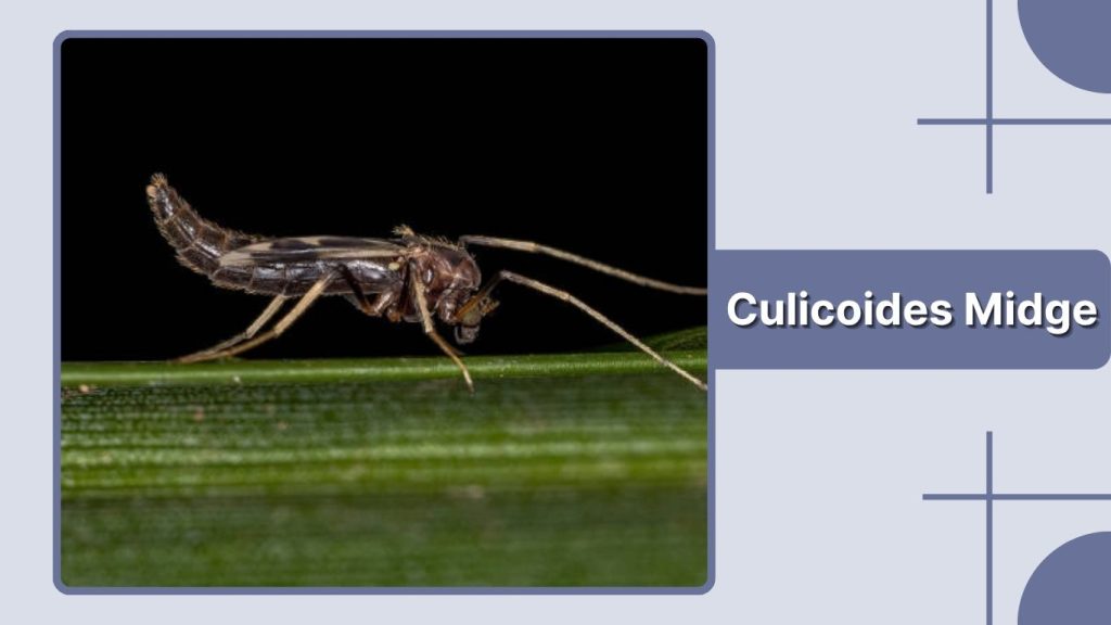 Culicoides Midge