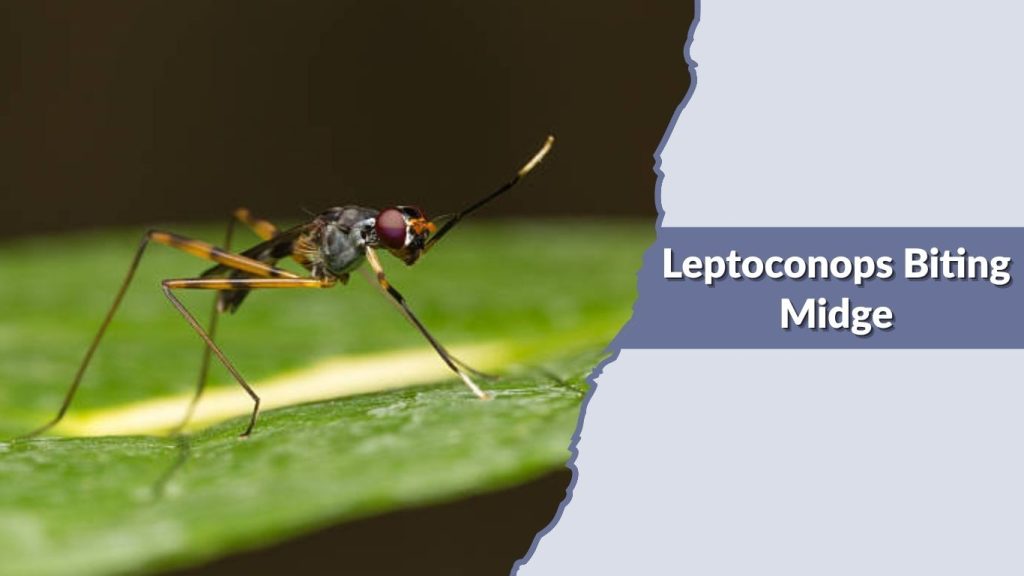 Leptoconops Biting Midge