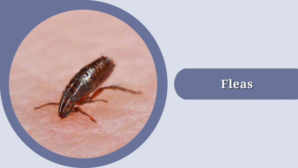 Fleas