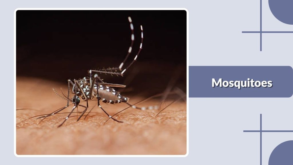 Mosquitoes