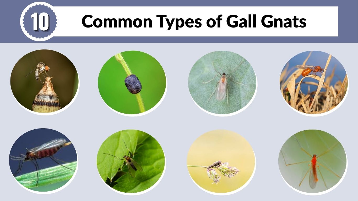 10 Common Types of Gall Gnats: Identification and Pictures