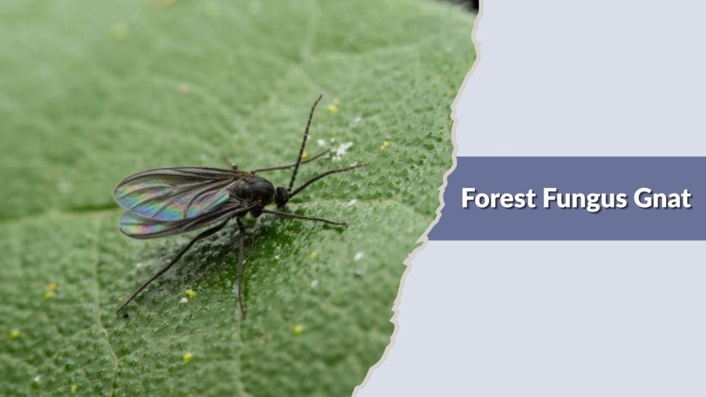 Forest Fungus Gnat