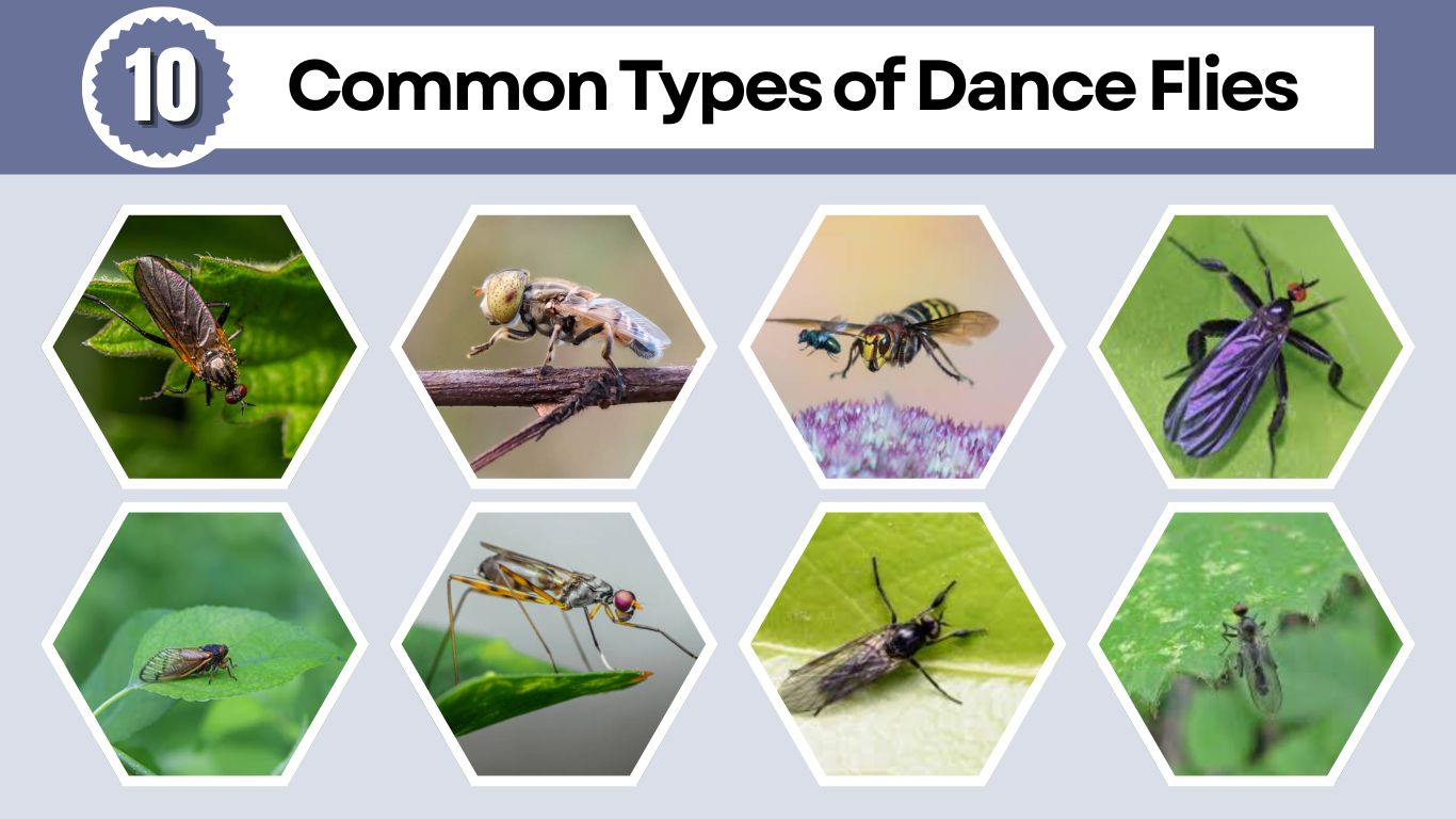 10 Common Types of Dance Flies: Identification and Pictures
