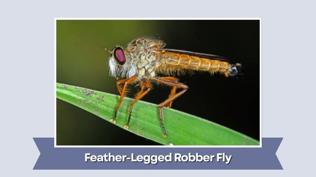 Feather-Legged Robber Fly