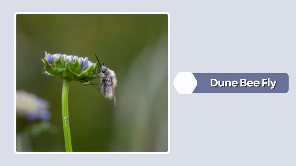  Dune Bee Fly