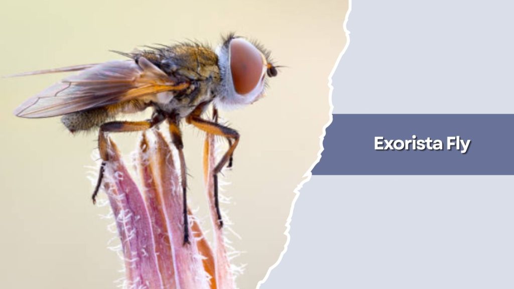 Exorista Fly