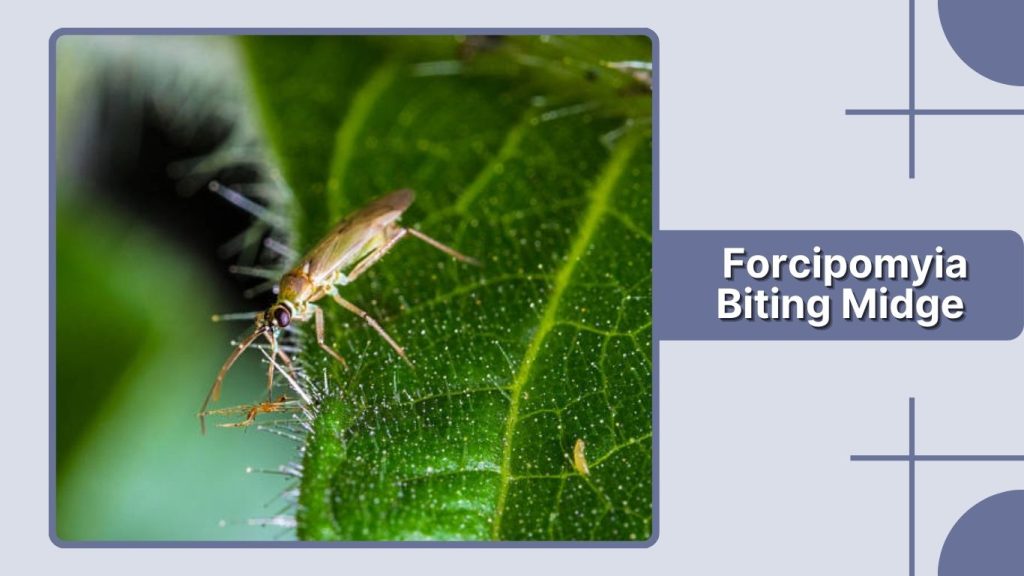 Forcipomyia Biting Midge