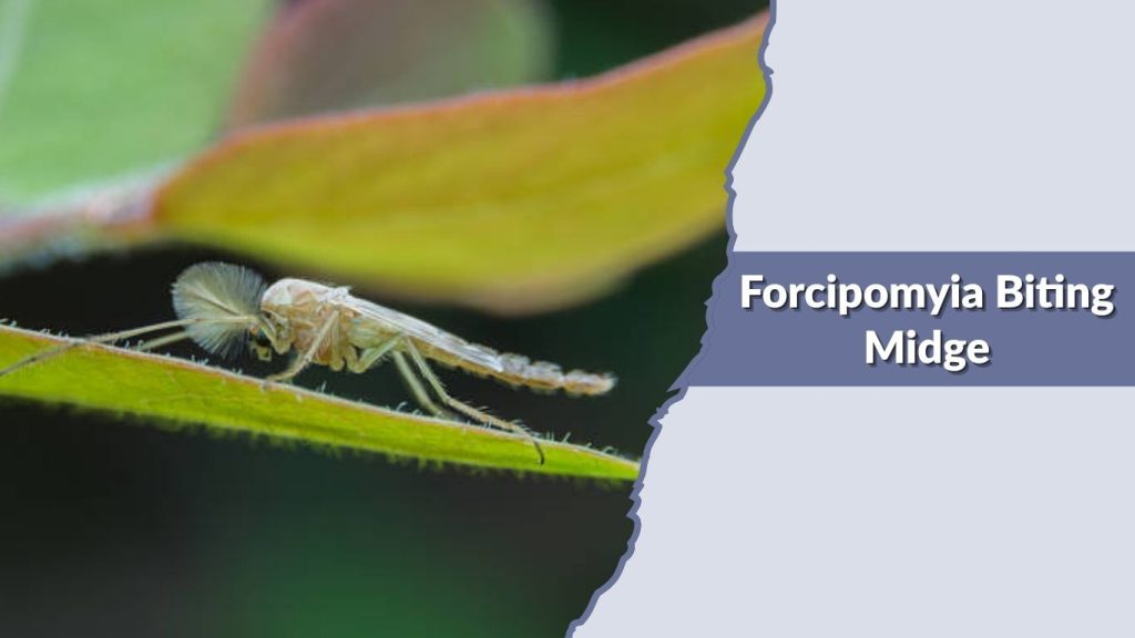 Forcipomyia Biting Midge