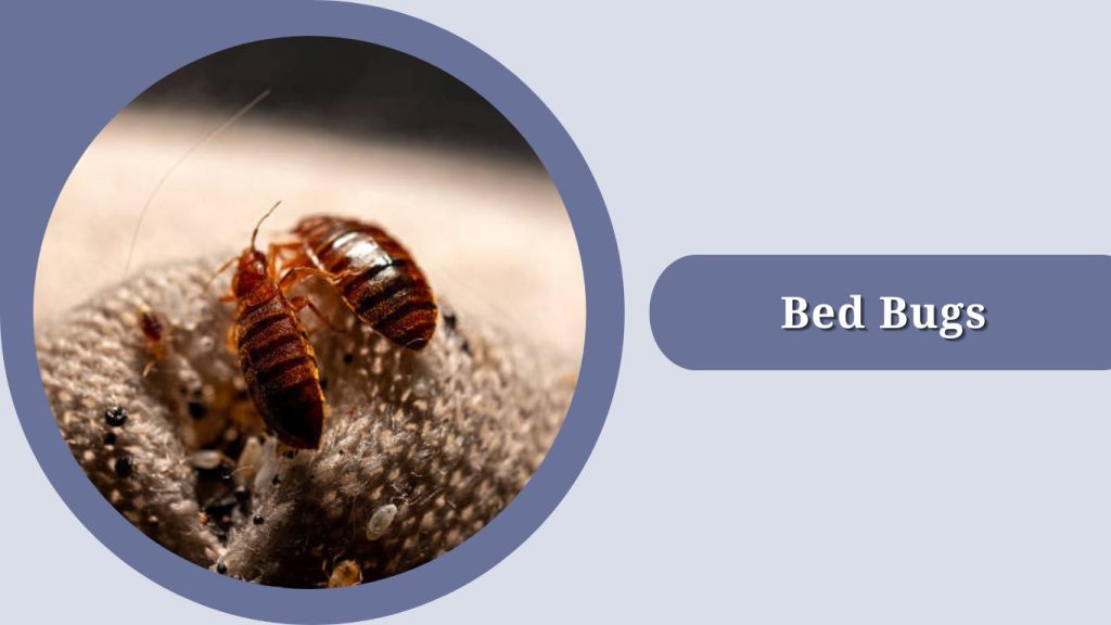 Bed Bugs
