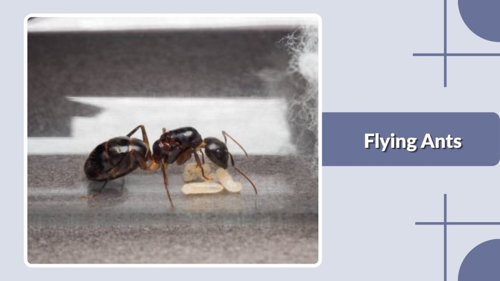 Flying Ants