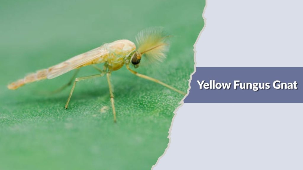 Yellow Fungus Gnat