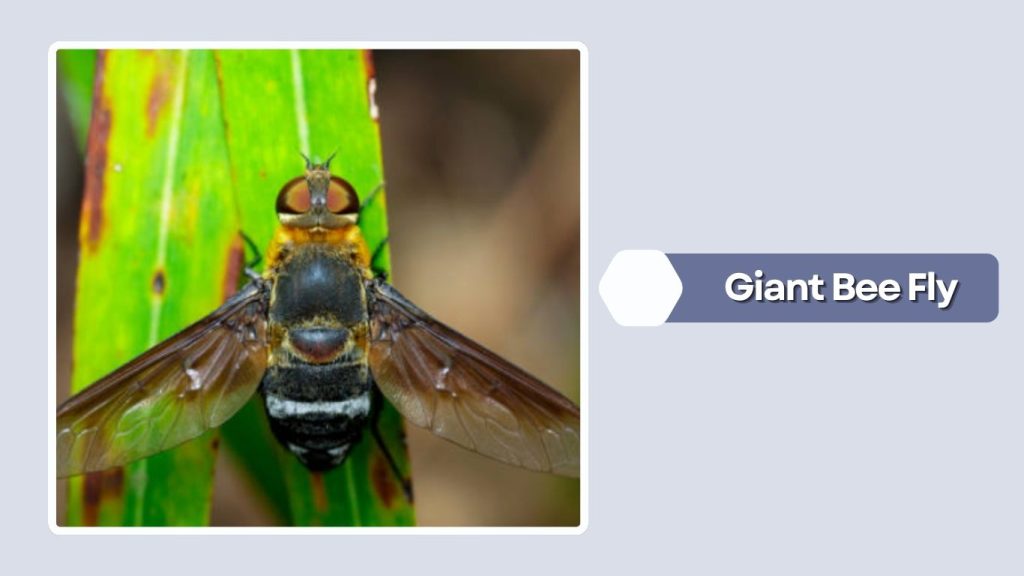 Giant Bee Fly