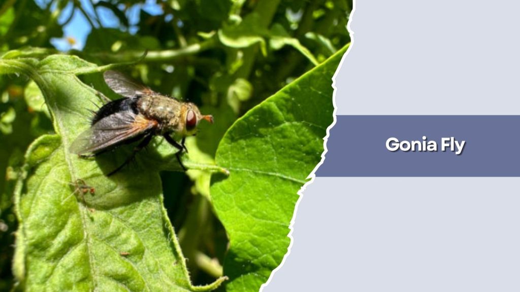  Gonia Fly 